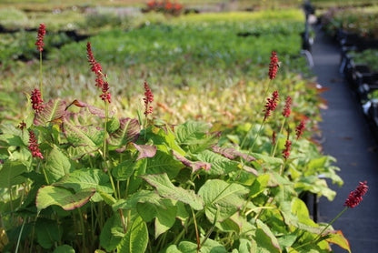  Duizendknoop (Persicaria Amplexicaulis 'JS Calor')