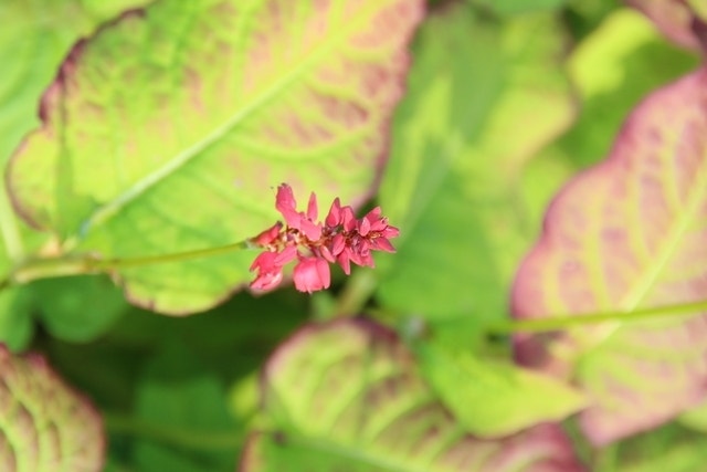  Duizendknoop (Persicaria Amplexicaulis 'JS Calor')
