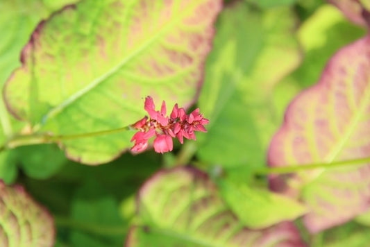  Duizendknoop (Persicaria Amplexicaulis 'JS Calor')