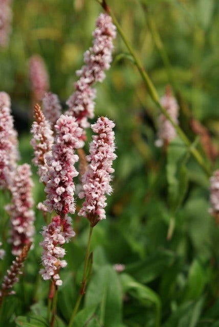  Duizendknoop (Persicaria Affinis 'Darjeeling Red')