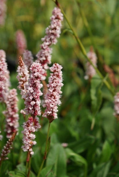  Duizendknoop (Persicaria Affinis 'Darjeeling Red')