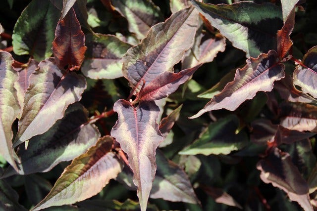  Duizendknoop (Persicaria Microcephala 'Red Dragon')