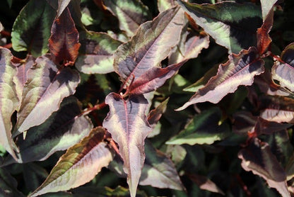  Duizendknoop (Persicaria Microcephala 'Red Dragon')
