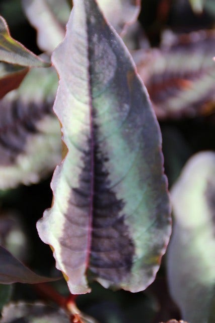  Duizendknoop (Persicaria Microcephala 'Red Dragon')