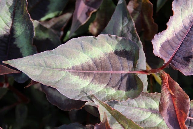  Duizendknoop (Persicaria Microcephala 'Red Dragon')