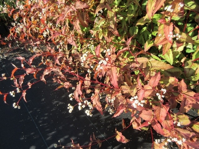  Duizendknoop (Persicaria Microcephala 'Red Dragon')