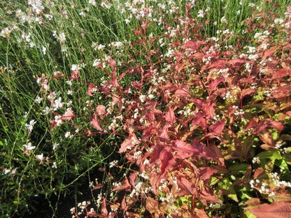  Duizendknoop (Persicaria Microcephala 'Red Dragon')