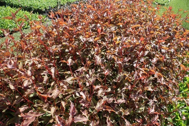  Duizendknoop (Persicaria Microcephala 'Red Dragon')