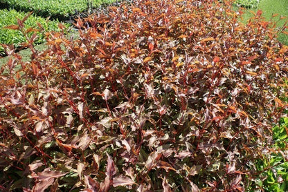  Duizendknoop (Persicaria Microcephala 'Red Dragon')