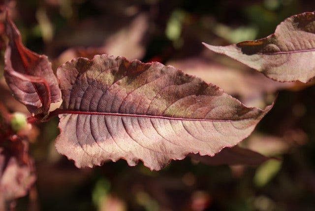  Duizendknoop (Persicaria Microcephala 'Red Dragon')