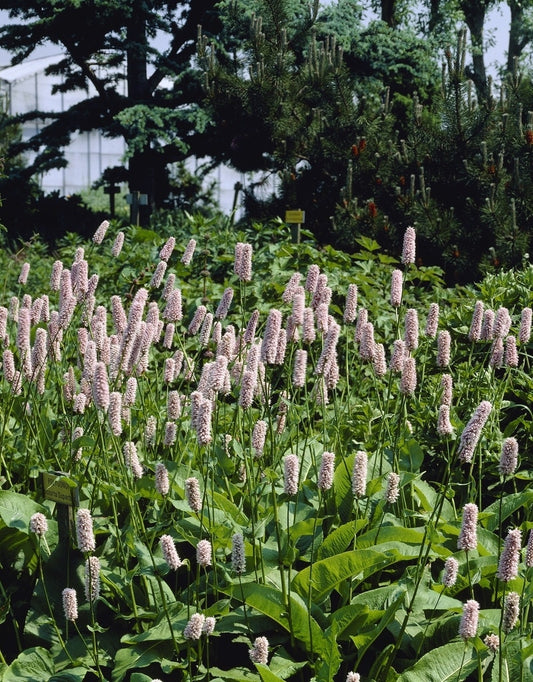 Adderwortel (Persicaria Bistorta 'Superba')