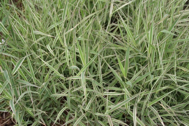  Kanariegras (Phalaris Arundinacea 'Picta')
