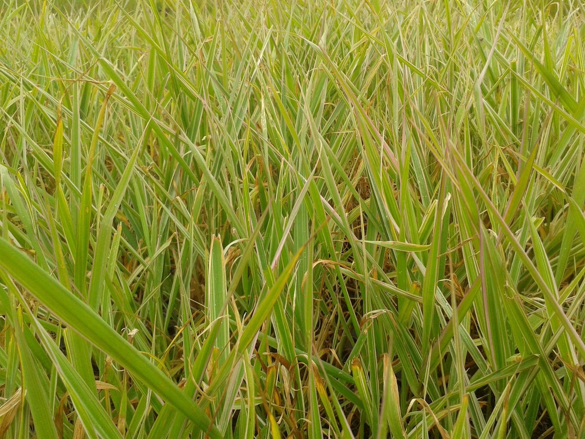  Kanariegras (Phalaris Arundinacea 'Picta')