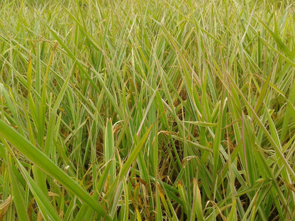  Kanariegras (Phalaris Arundinacea 'Picta')