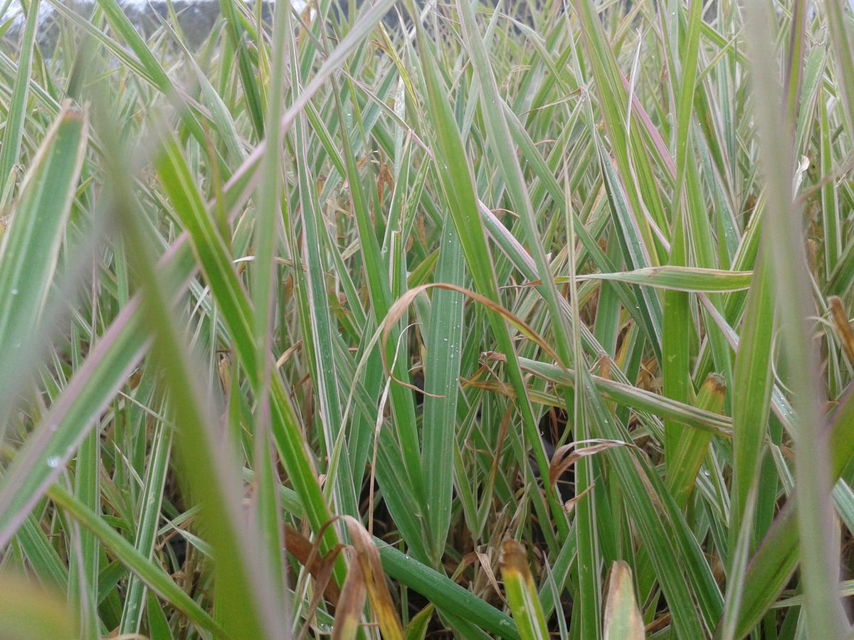  Kanariegras (Phalaris Arundinacea 'Picta')