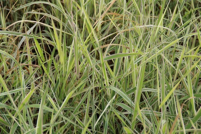  Kanariegras (Phalaris Arundinacea 'Picta')