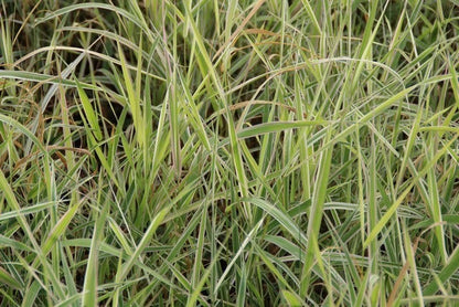  Kanariegras (Phalaris Arundinacea 'Picta')