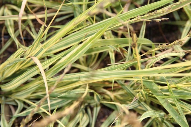  Kanariegras (Phalaris Arundinacea 'Picta')