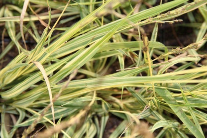  Kanariegras (Phalaris Arundinacea 'Picta')