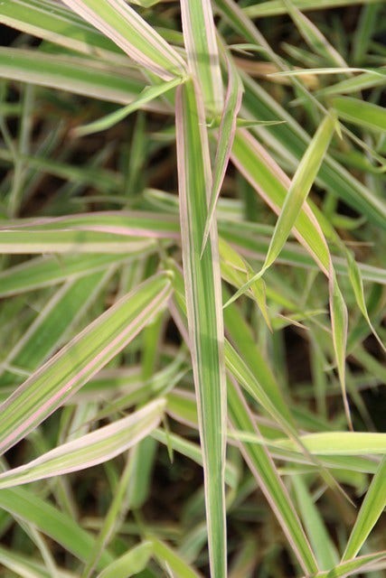  Kanariegras (Phalaris Arundinacea 'Picta')