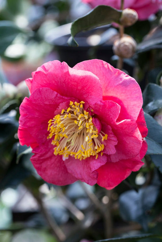  Camelia (Camellia Japonica 'R.L. Wheeler')