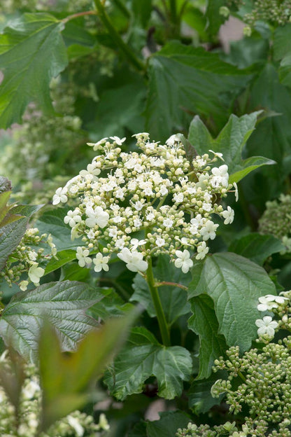  Gelderse Roos (Viburnum Opulus 'Compactum')