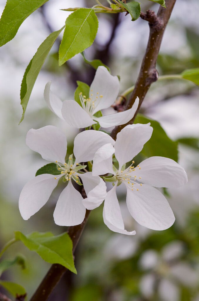  Wilde Appel, Bosplantsoen (Malus Sylvestris)
