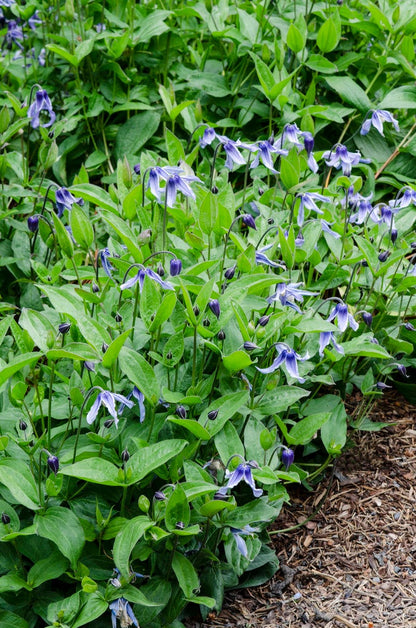  Bodembedekkende Bosrank (Clematis Integrifolia)