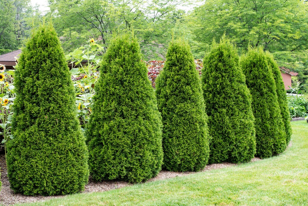  Thuja (Thuja Occidentalis 'Pyramidalis Compacta')