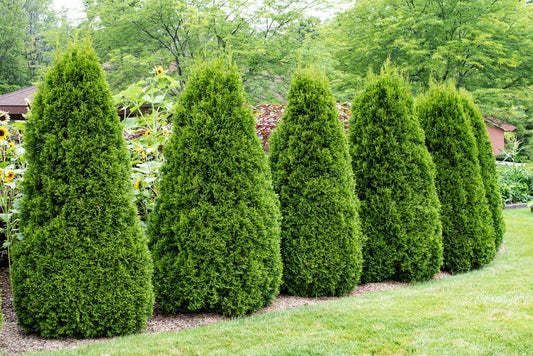  Thuja (Thuja Occidentalis 'Pyramidalis Compacta')
