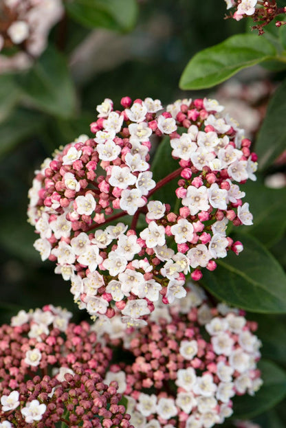  Sneeuwbal Als Bolvorm (Viburnum Tinus 'Eve Price')