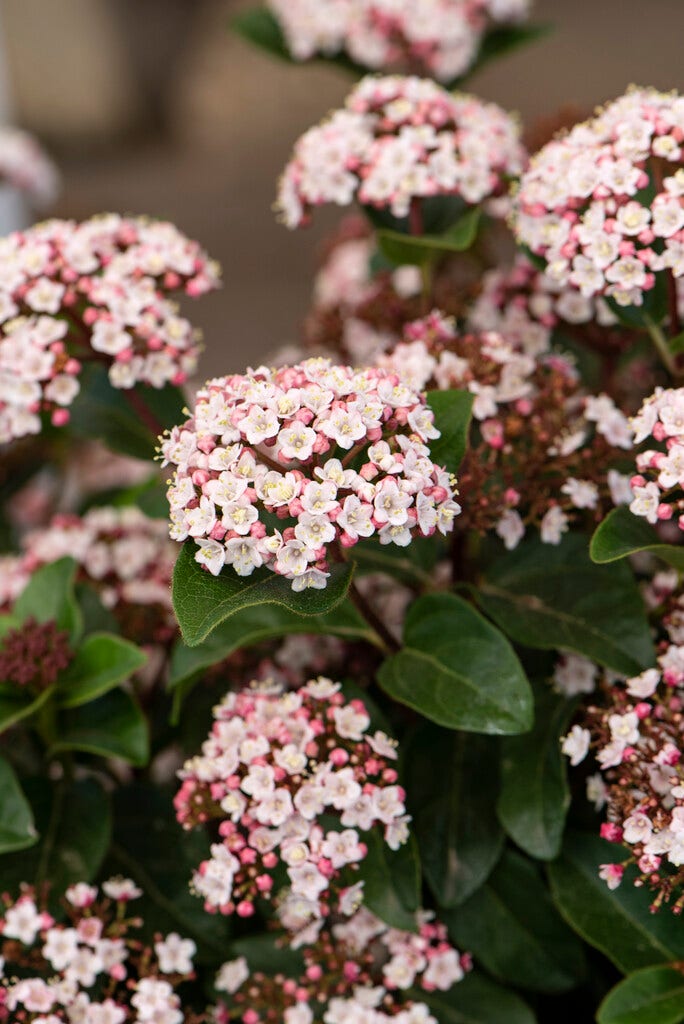  Sneeuwbal (Viburnum Tinus 'Lisa Rose')