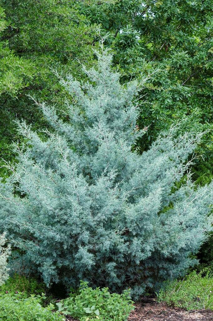  Cipres (Cupressus Arizonica 'Glauca')