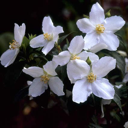  Boerenjasmijn (Philadelphus Coronarius)