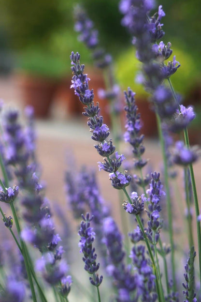  Lavendel (Lavandula Intermedia 'Phenomenal'')