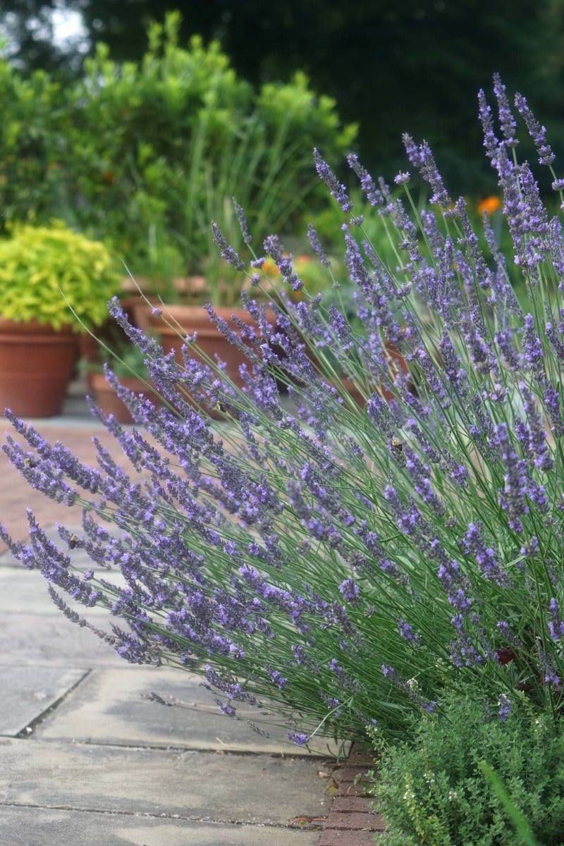  Lavendel (Lavandula Intermedia 'Phenomenal'')