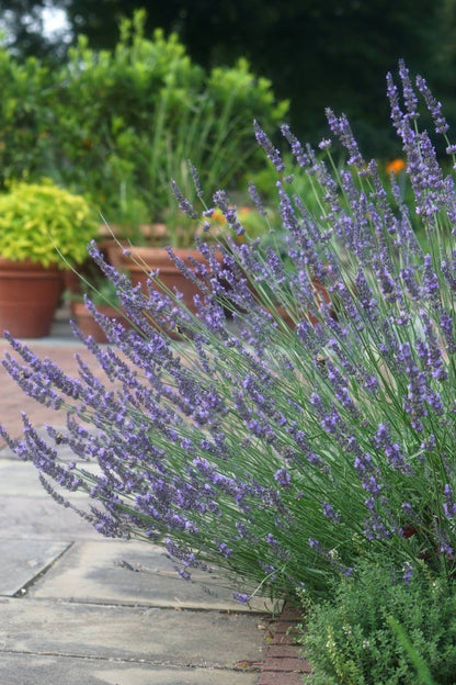  Lavendel (Lavandula Intermedia 'Phenomenal'')