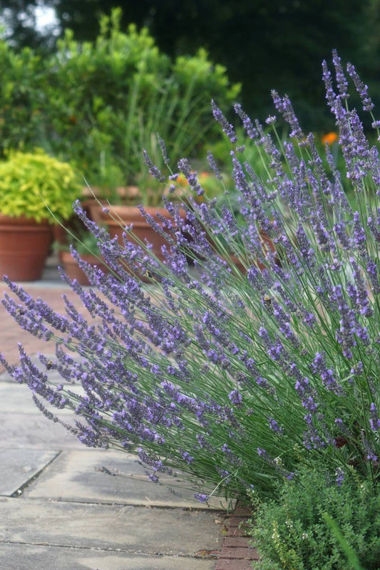  Lavendel (Lavandula Intermedia 'Phenomenal'')
