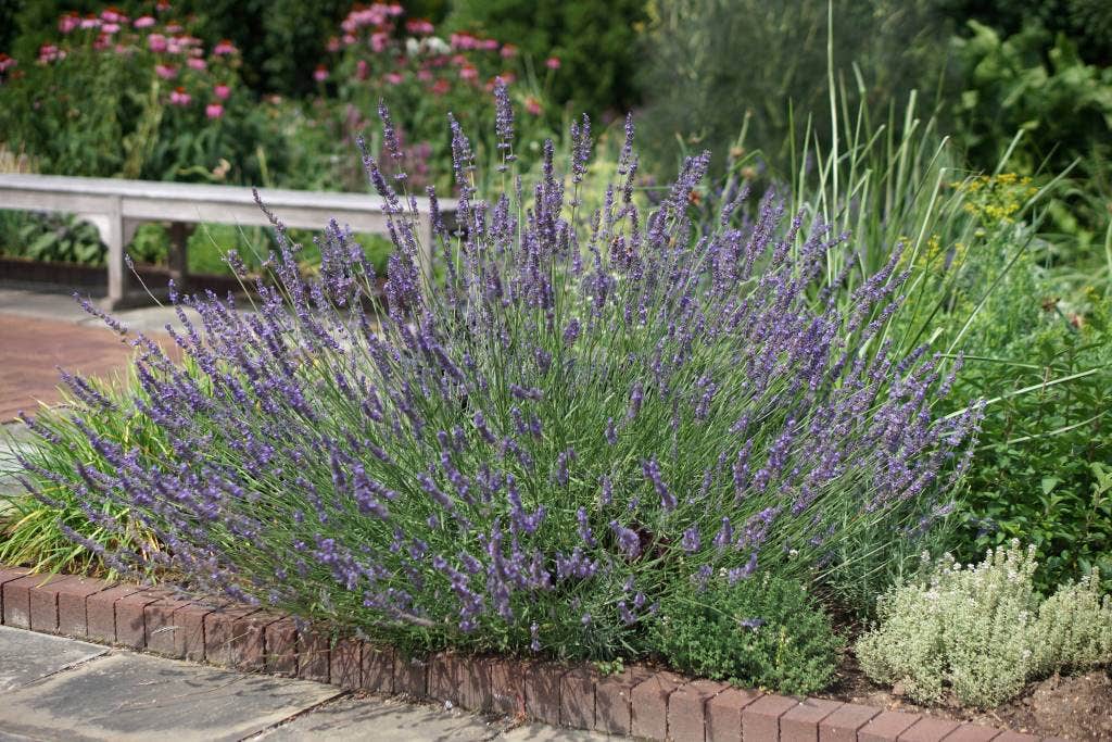  Lavendel (Lavandula Intermedia 'Phenomenal'')