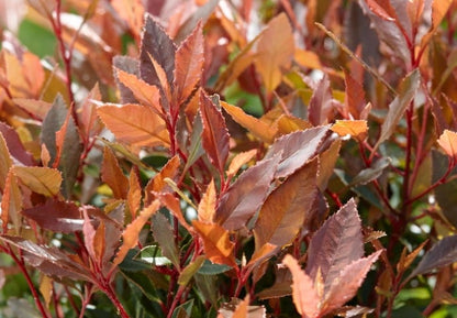  Glansmispel (Photinia Fraseri 'Chico')