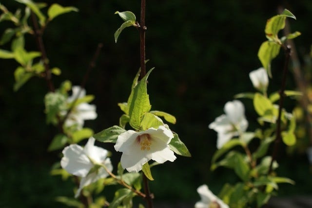  Boerenjasmijn (Philadelphus 'Belle Etoile')