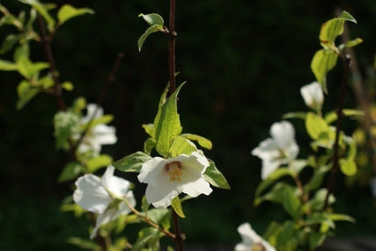  Boerenjasmijn (Philadelphus 'Belle Etoile')