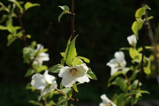  Boerenjasmijn (Philadelphus 'Belle Etoile')