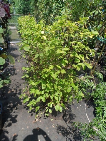  Boerenjasmijn (Philadelphus Coronarius 'Aureus')