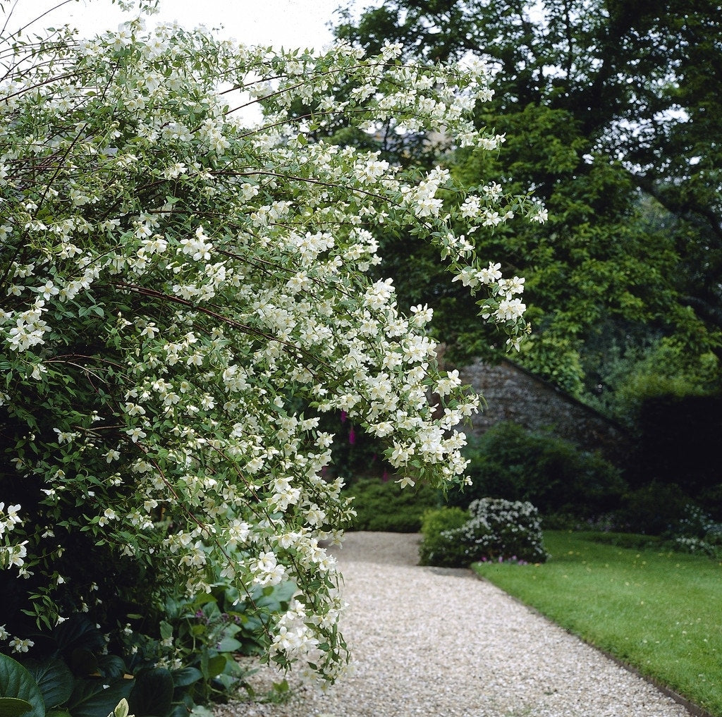  Boerenjasmijn (Philadelphus 'Lemoinei')