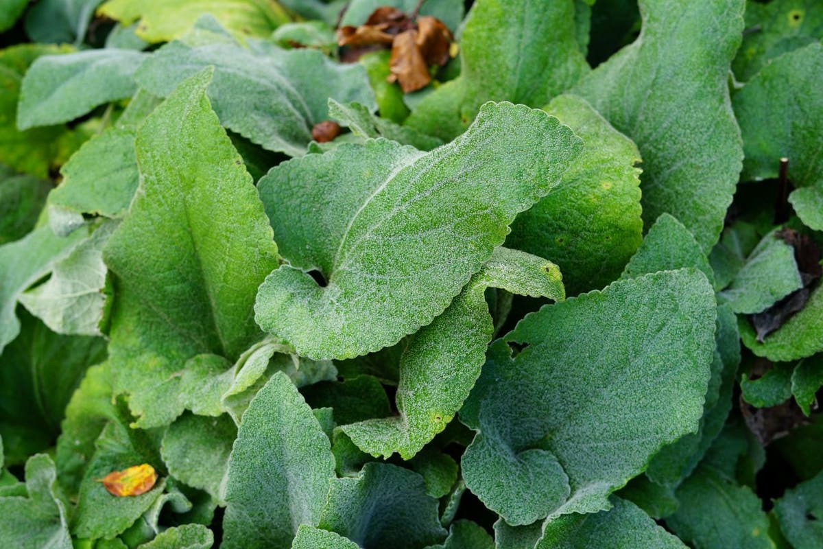  Viltkruid (Phlomis Russeliana)
