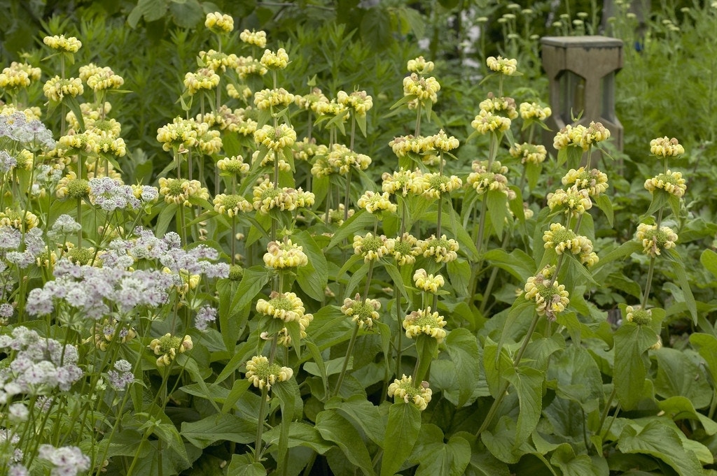  Viltkruid (Phlomis Russeliana)