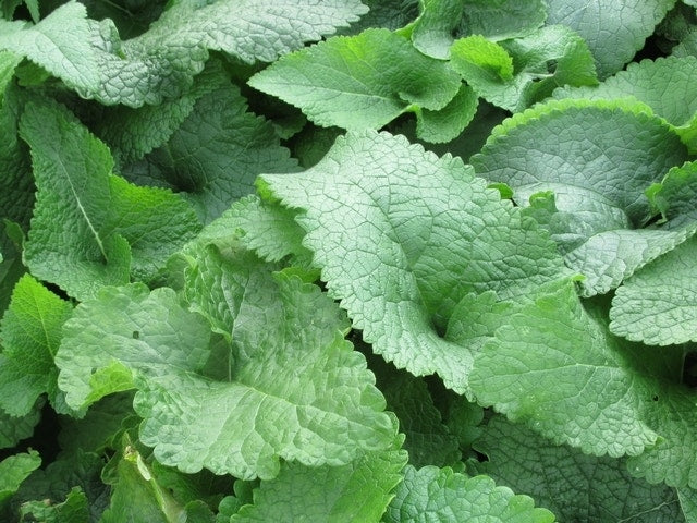  Viltkruid (Phlomis Tuberosa)