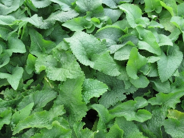  Viltkruid (Phlomis Tuberosa)