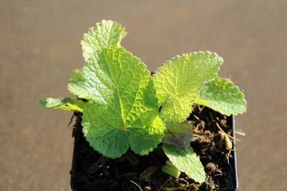  Viltkruid (Phlomis Tuberosa)